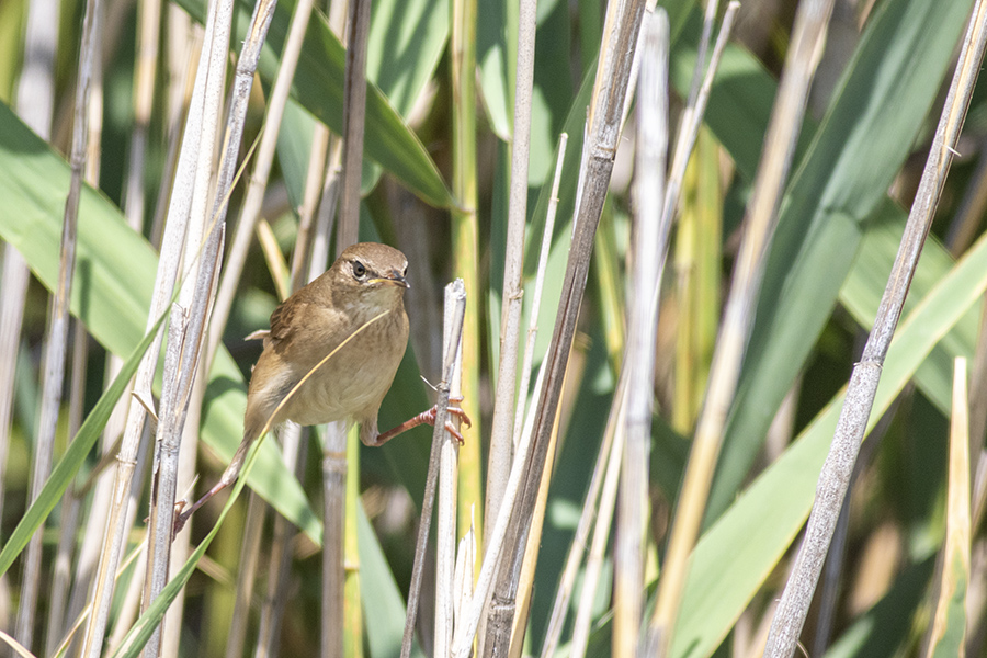 Savi`s Warbler