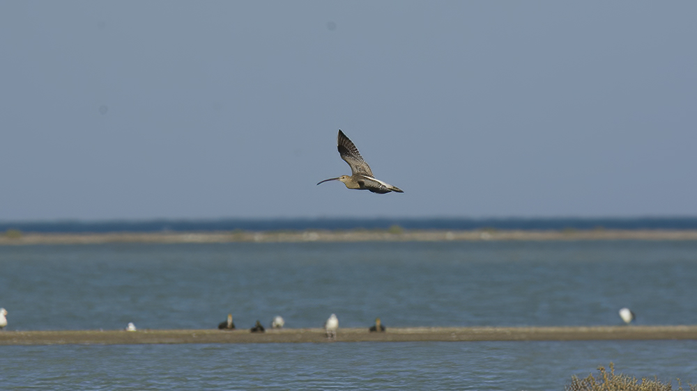 Eurasian Curlew