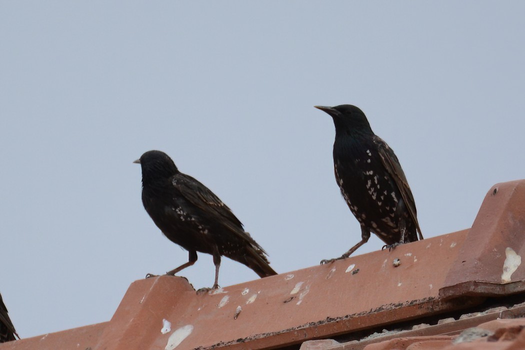 Common Starling
