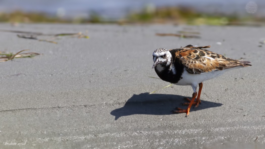 Ruddy Turnstone