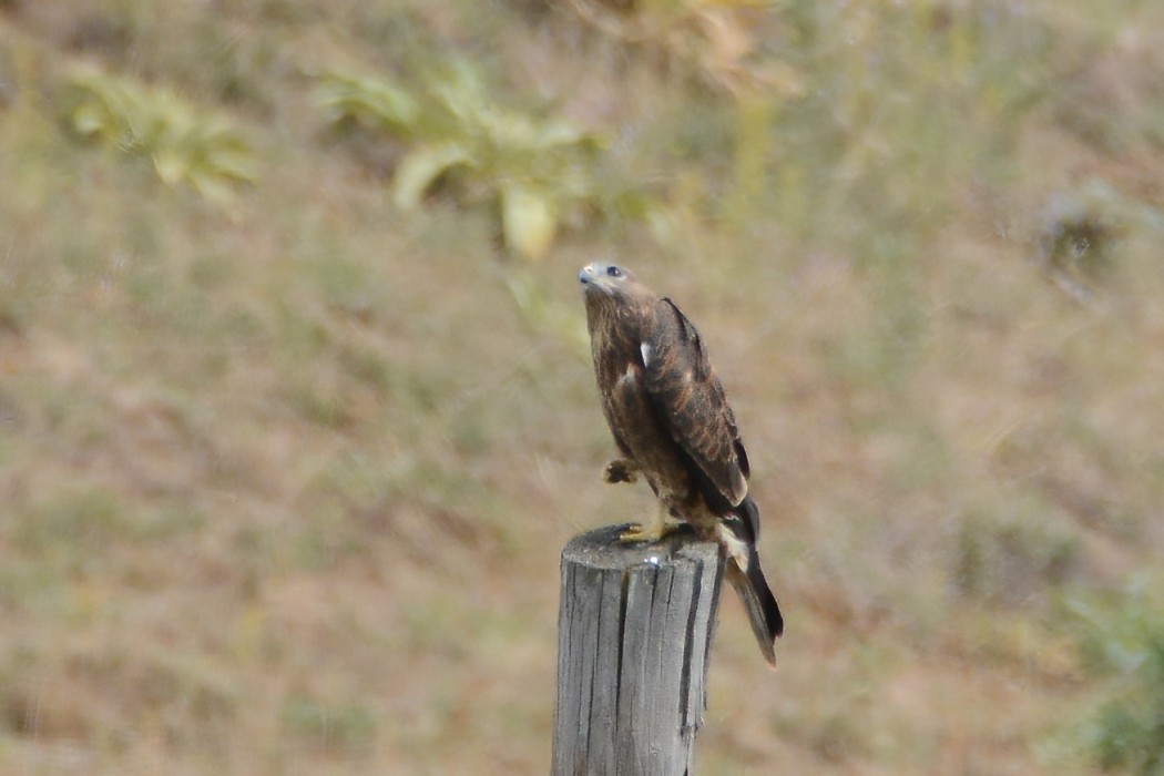 Common Buzzard