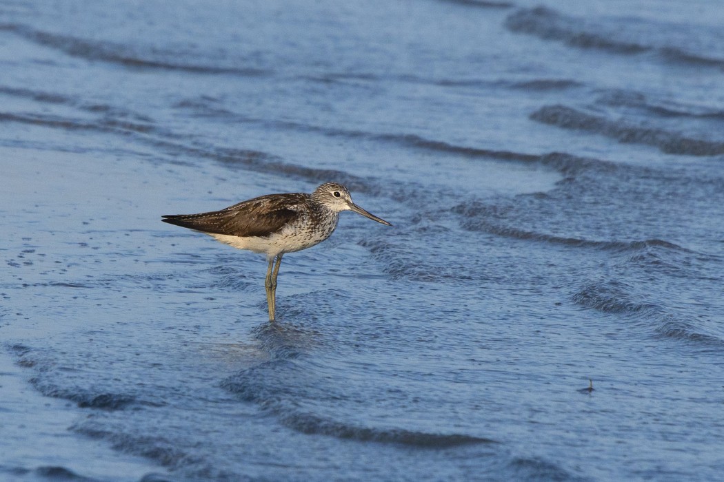 Common Greenshank