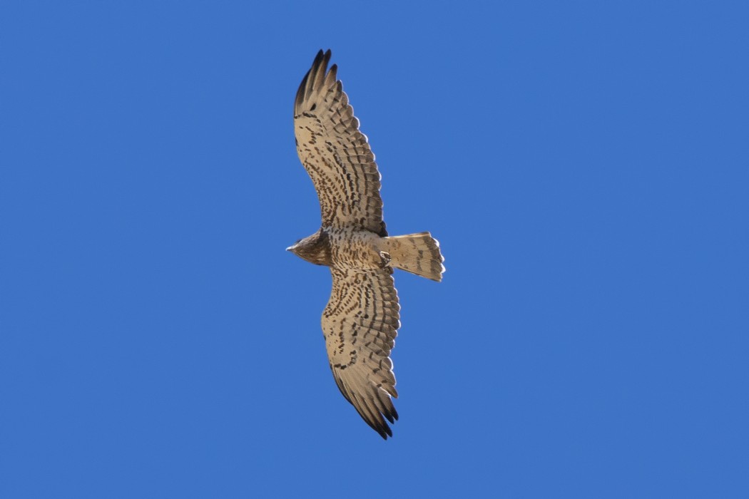 Short-toed Snake Eagle