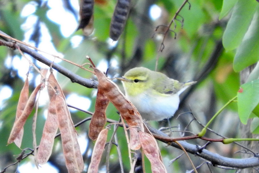 Wood Warbler