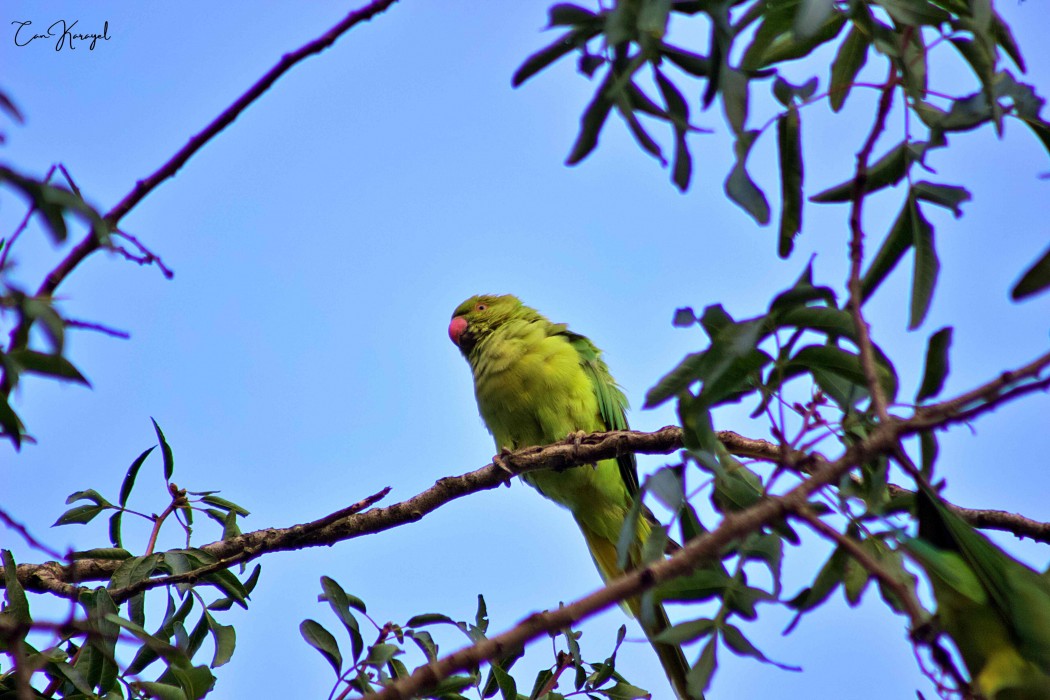 Rose-ringed Parakeet