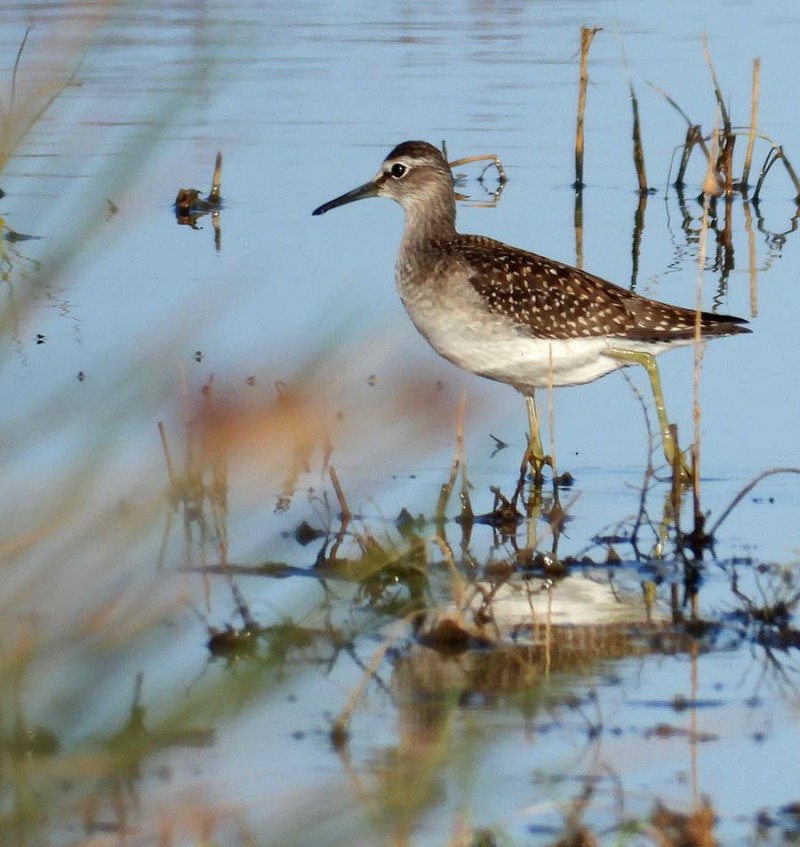 Wood Sandpiper
