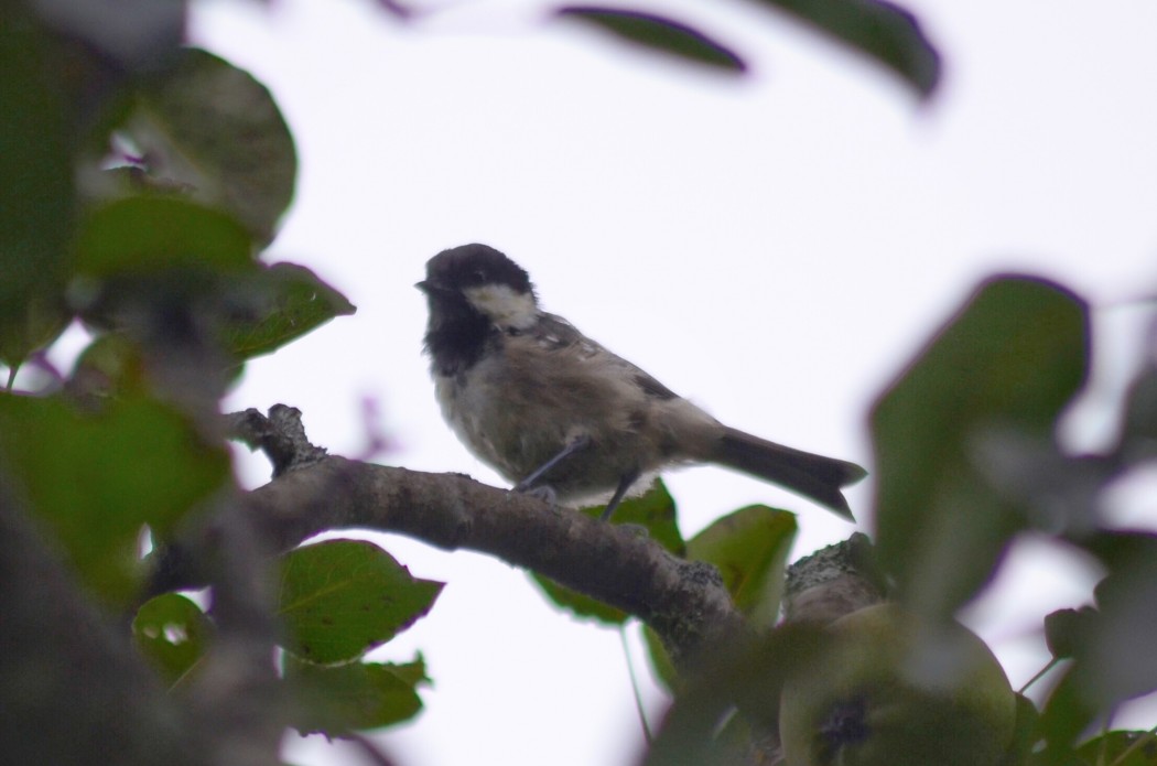 Coal Tit
