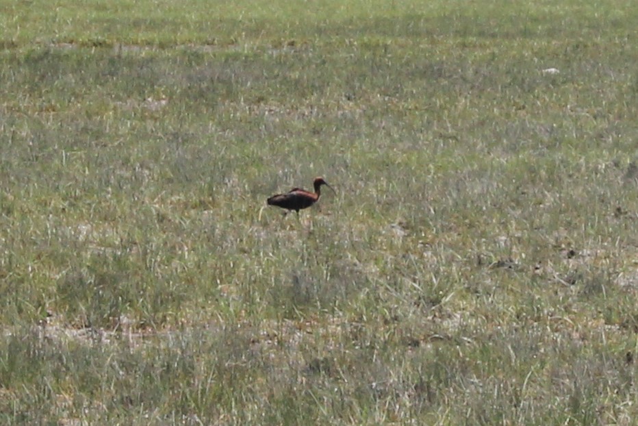 Glossy Ibis