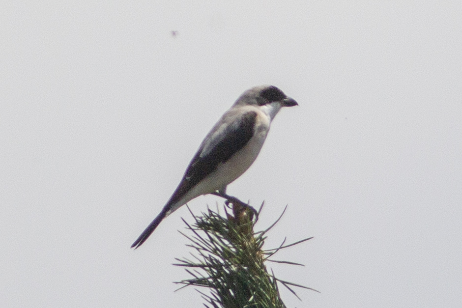 Karaalınlı Örümcekkuşu