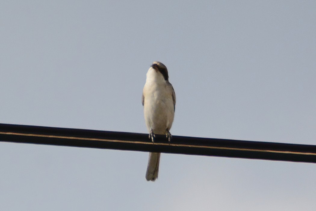 Lesser Grey Shrike