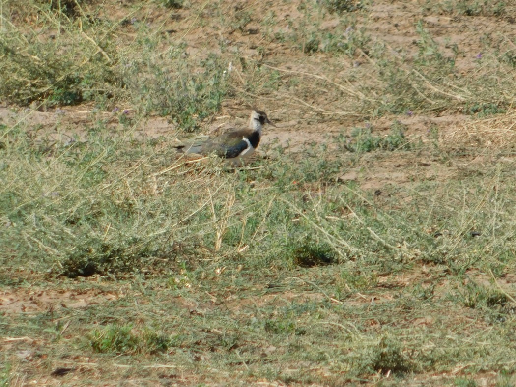Northern Lapwing