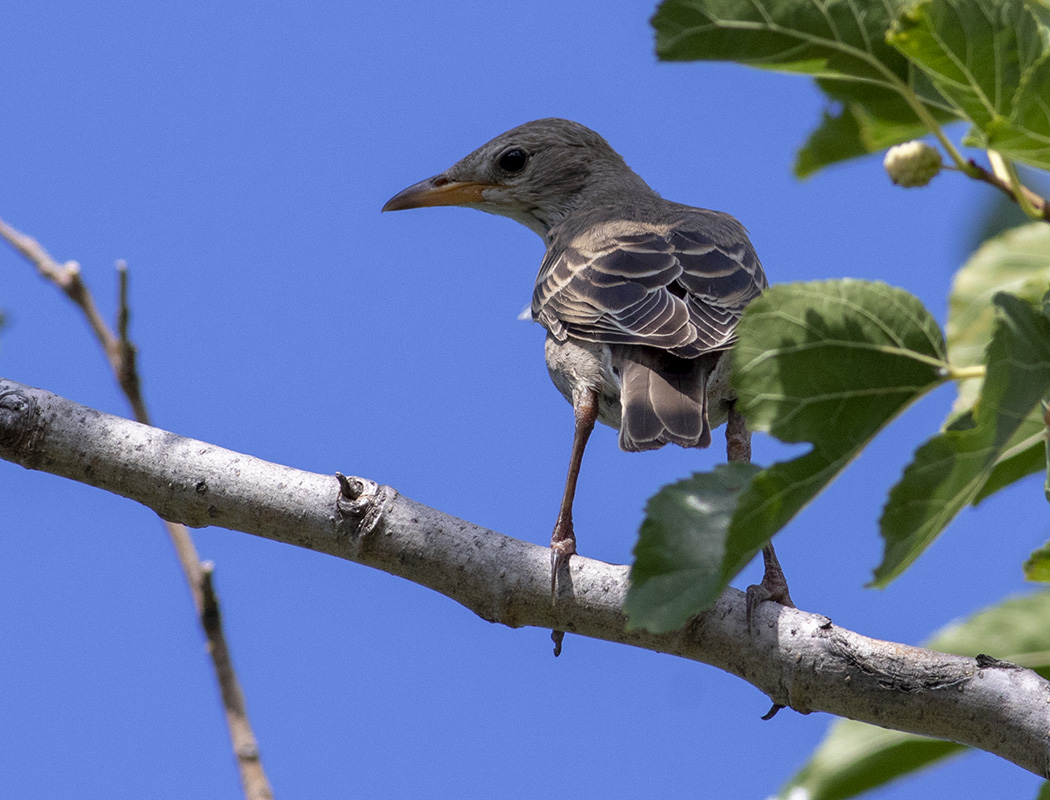 Rosy Starling