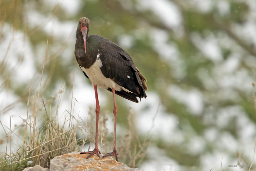 Black Stork