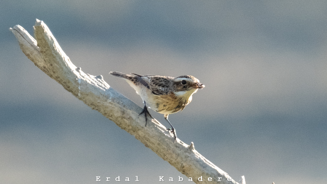 Whinchat