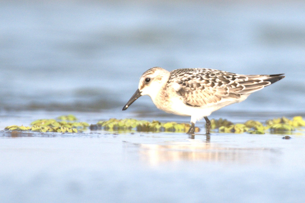 Sanderling