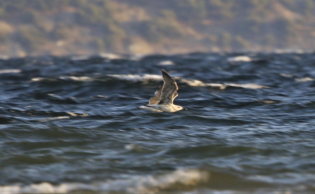 Yellow-legged Gull