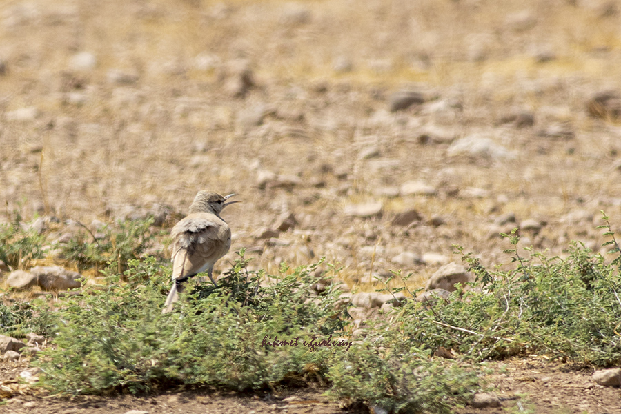 Greater Hoopoe-Lark