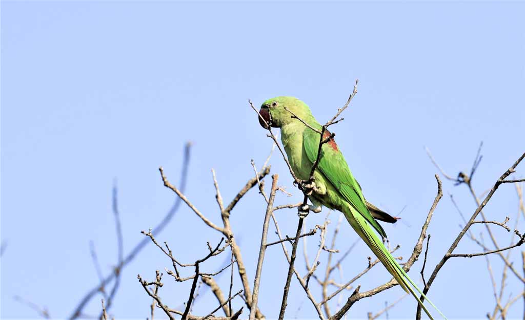 Alexandrine Parakeet