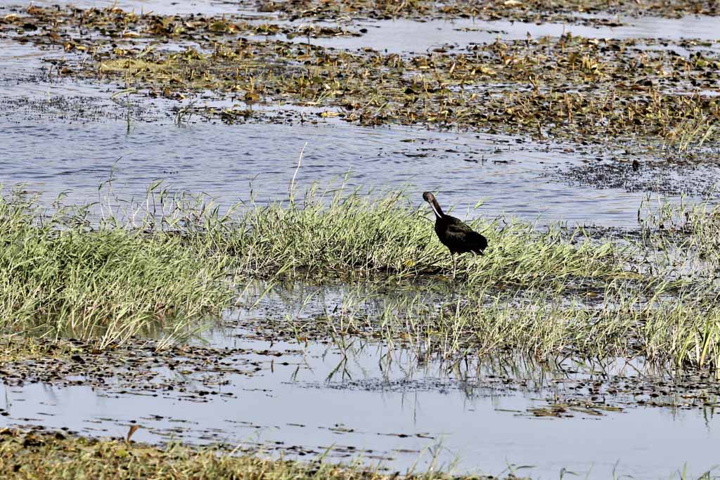 Glossy Ibis