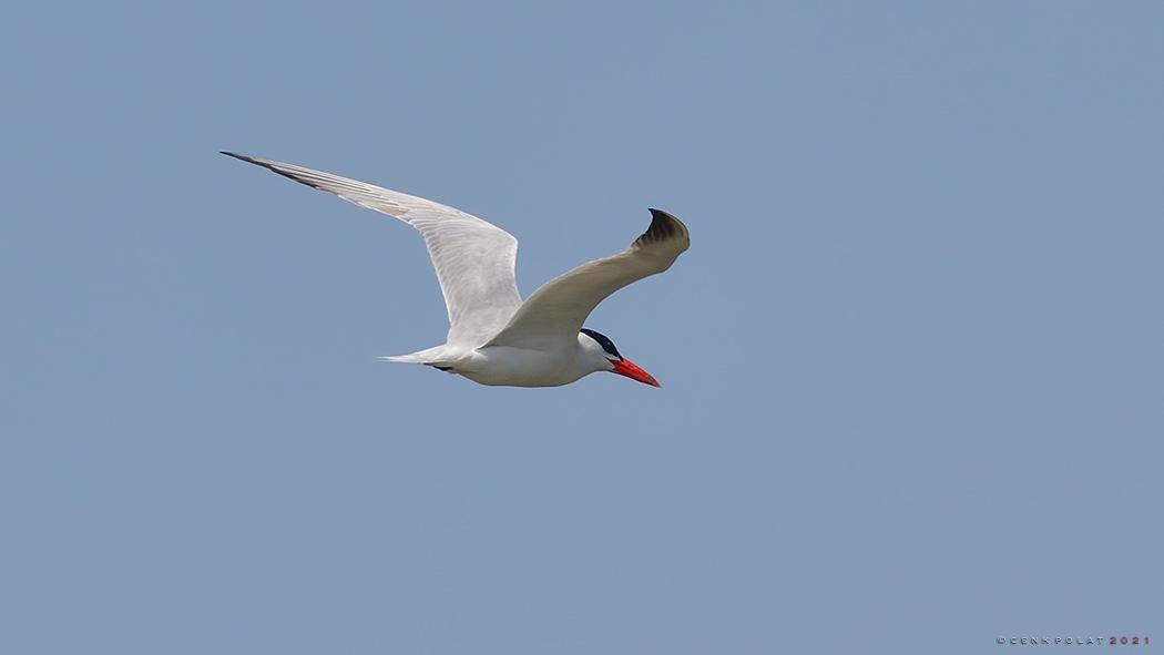 Caspian Tern