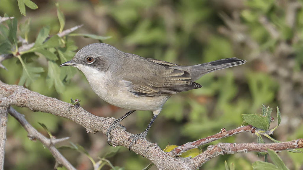Lesser Whitethroat
