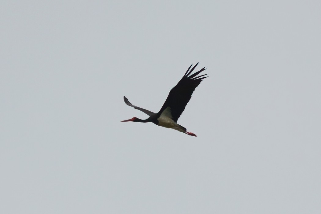 Black Stork