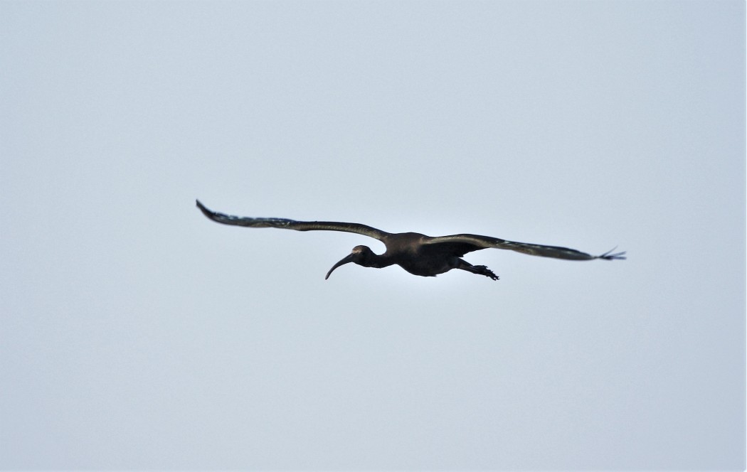 Glossy Ibis