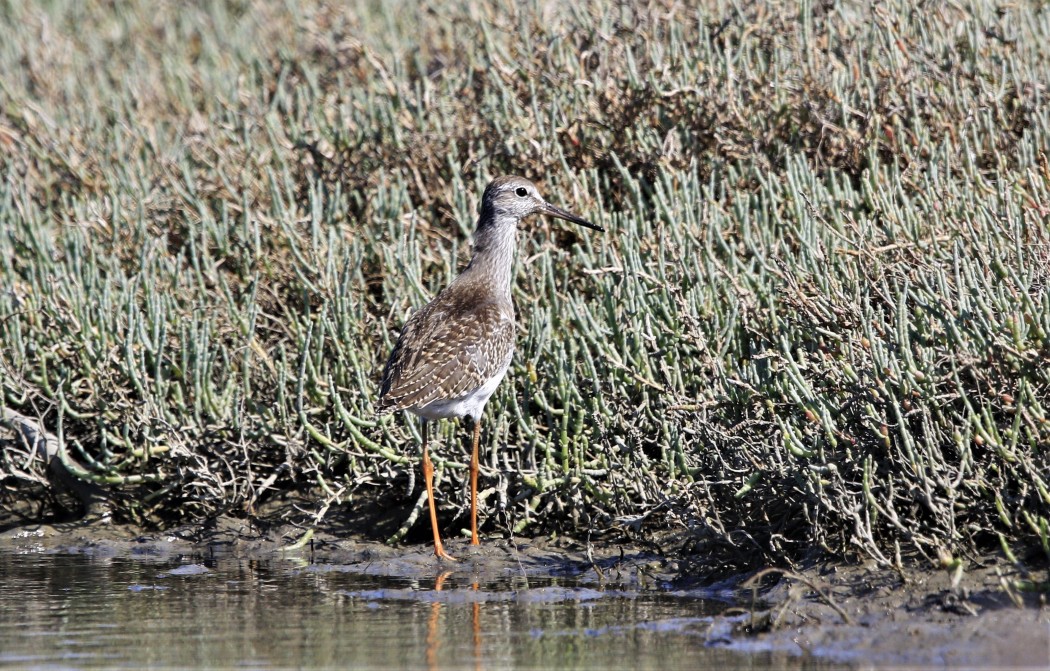 Common Redshank