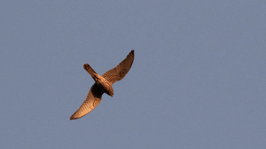 Common Kestrel