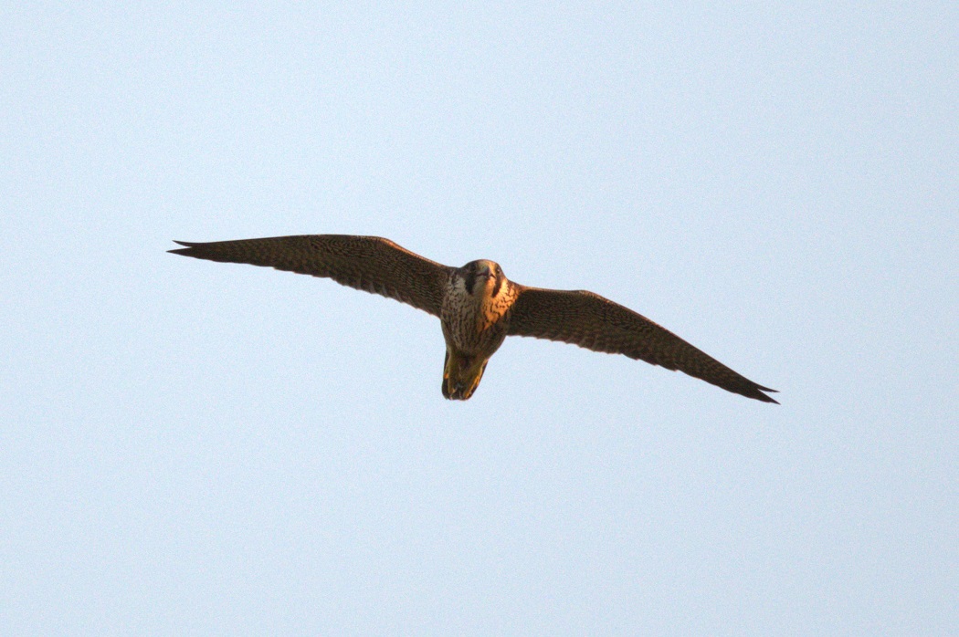 Peregrine Falcon