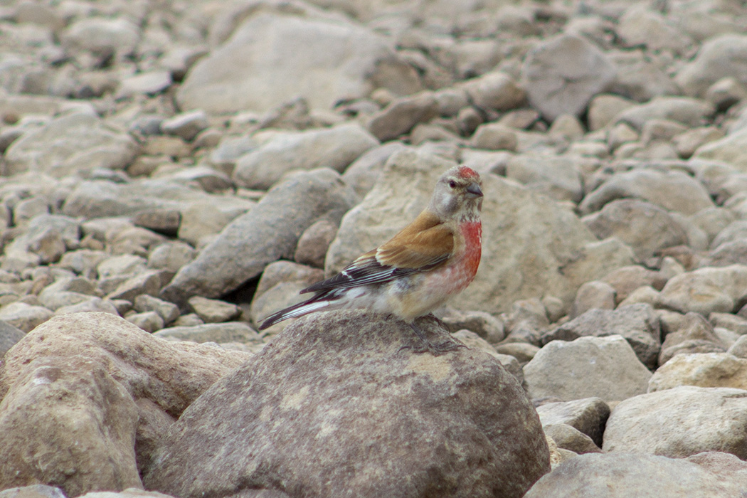 Common Linnet