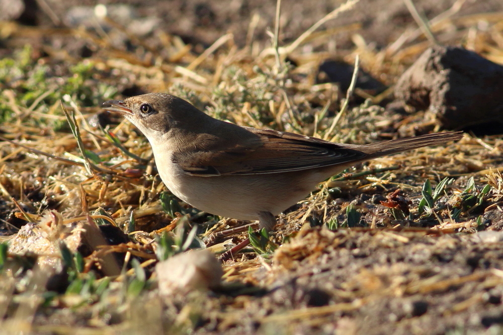 Common Whitethroat