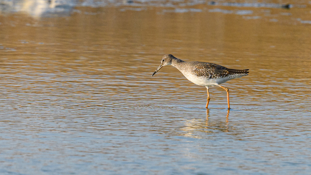 Common Redshank