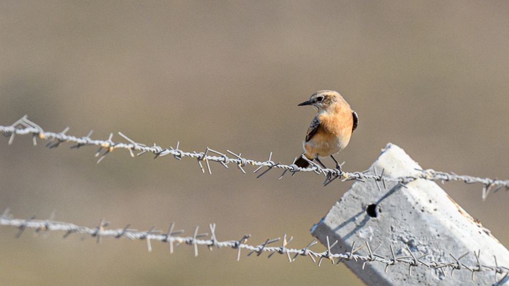 Northern Wheatear