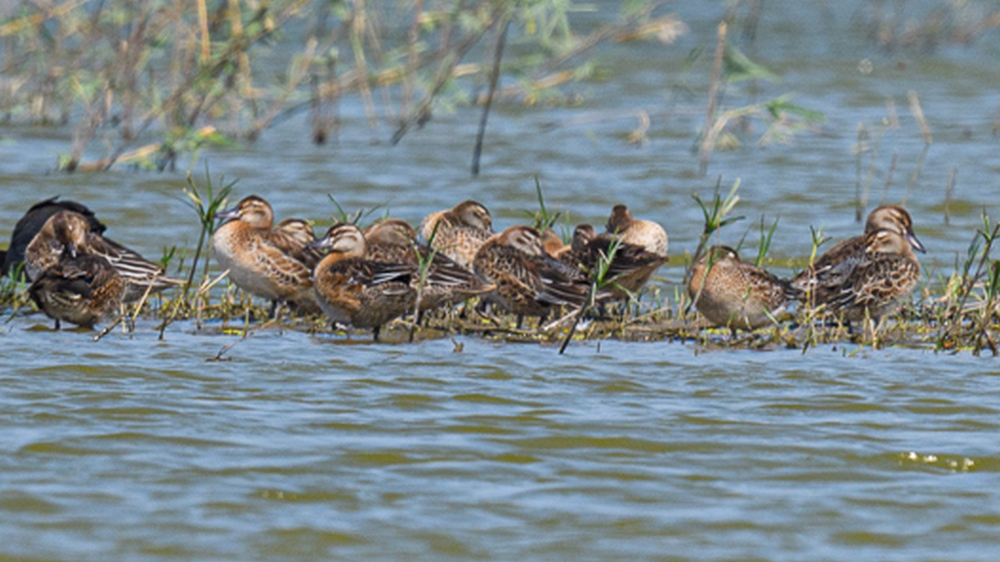 Garganey