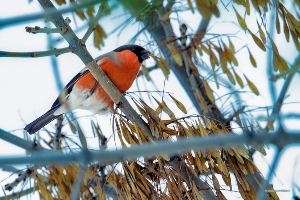 Eurasian Bullfinch