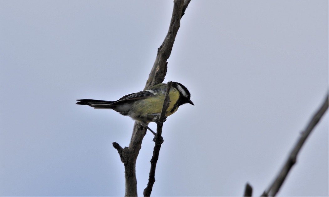 Great Tit