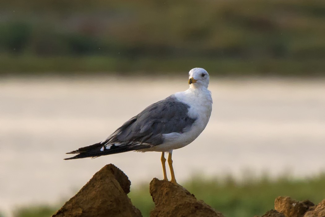 Yellow-legged Gull