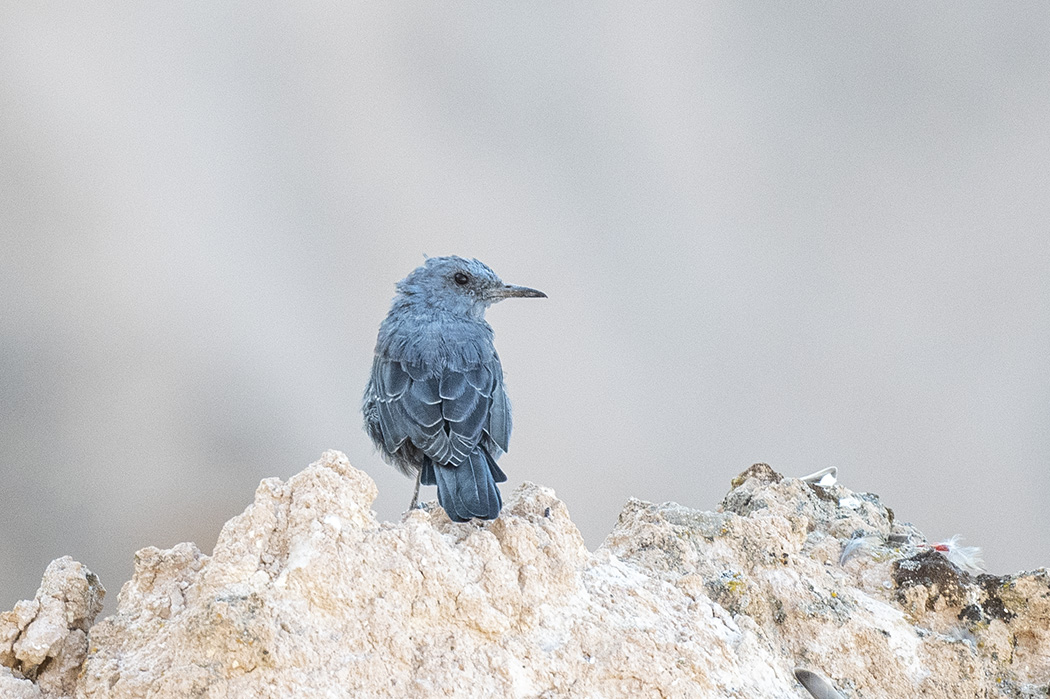Blue Rock Thrush