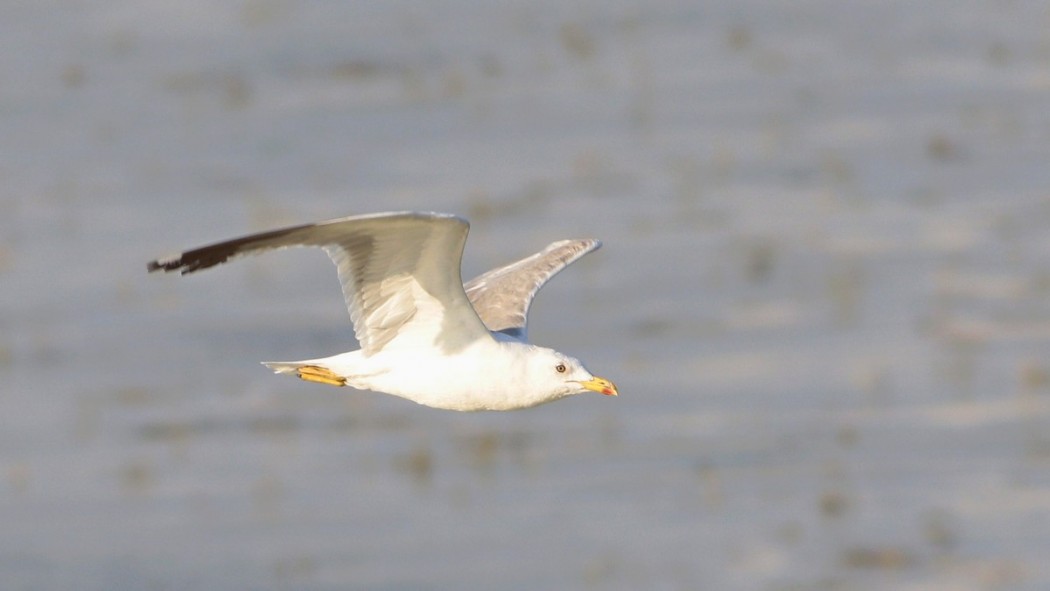 Yellow-legged Gull