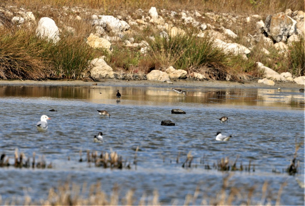 Wood Sandpiper