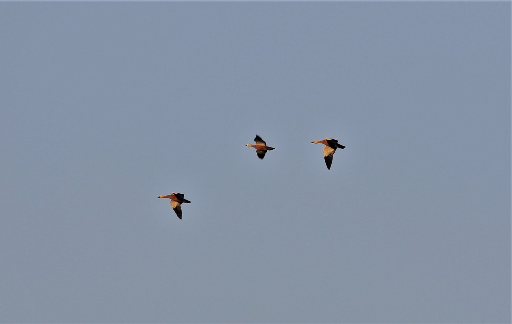 Ruddy Shelduck