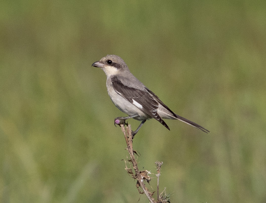 Lesser Grey Shrike