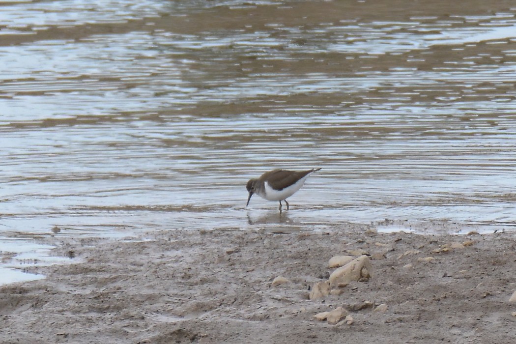 Common Sandpiper
