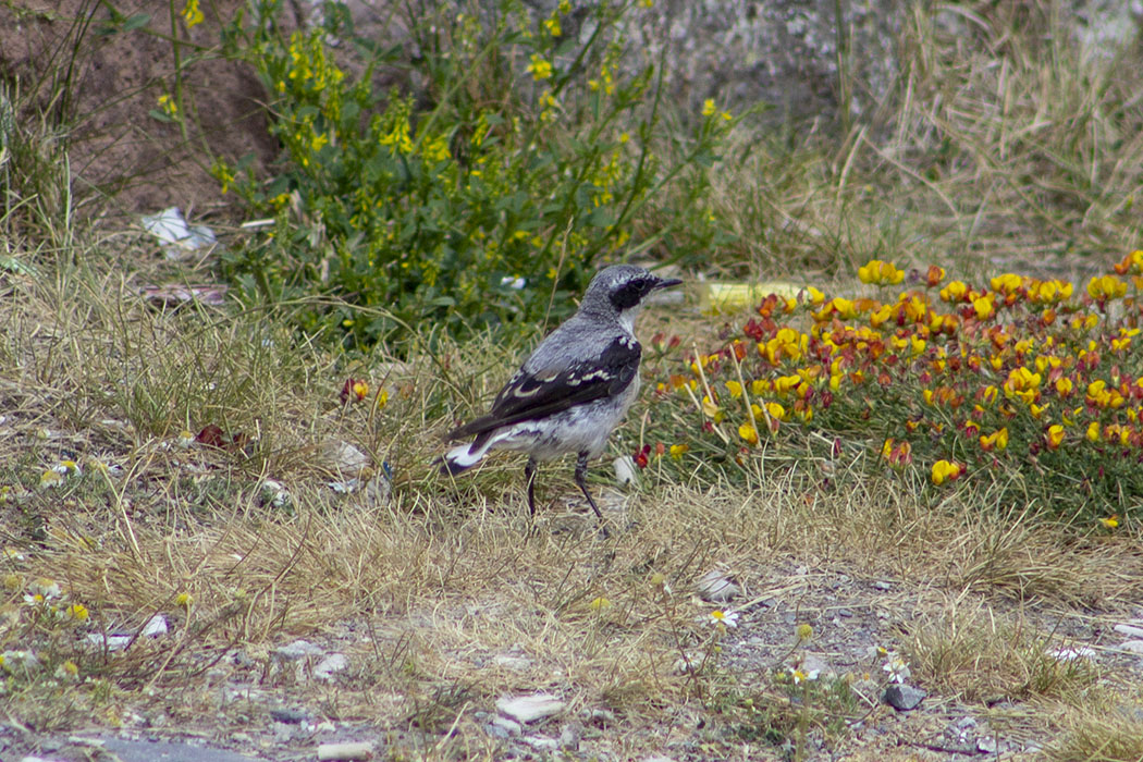 Northern Wheatear