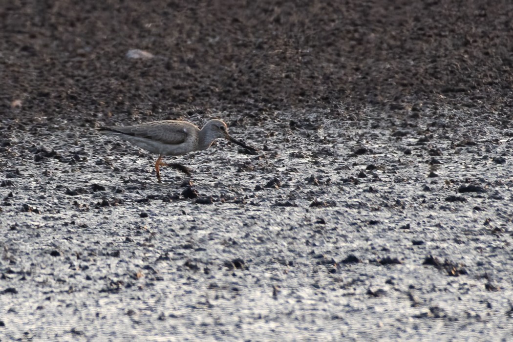 Terek Sandpiper