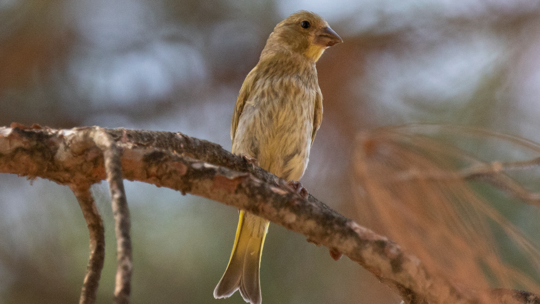 European Greenfinch