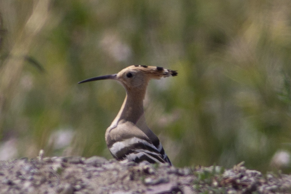 Common Hoopoe