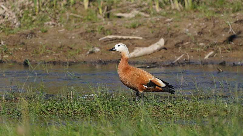 Ruddy Shelduck
