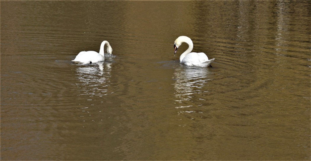 Mute Swan